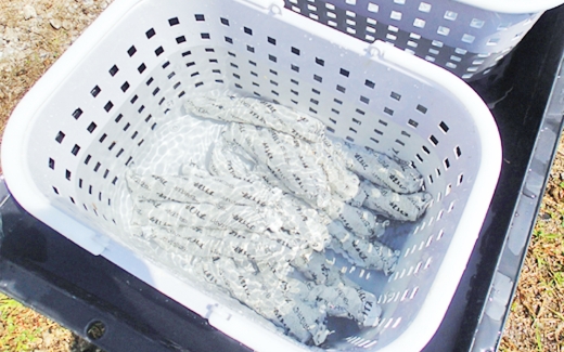 ブライスターを水に浸けると化学反応がスタートする様子